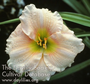 Daylily While Angels Sing
